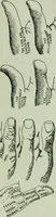 An illustration from Descriptive mentality from the head, face and hand (1899)