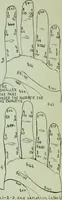 Picture 47 of 99 from Descriptive mentality from the head, face and hand (1899), leaf 146