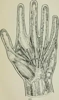 An illustration from Descriptive mentality from the head, face and hand (1899)