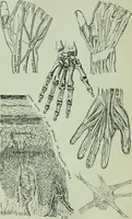 An illustration from Descriptive mentality from the head, face and hand (1899)