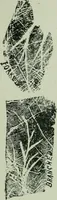 Picture 54 of 99 from Descriptive mentality from the head, face and hand (1899), leaf 164