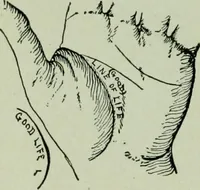 Picture 56 of 99 from Descriptive mentality from the head, face and hand (1899), leaf 166