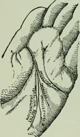 An illustration from Descriptive mentality from the head, face and hand (1899)