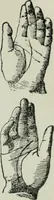 An illustration from Descriptive mentality from the head, face and hand (1899)