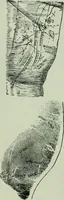 An illustration from Descriptive mentality from the head, face and hand (1899)