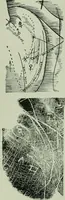 An illustration from Descriptive mentality from the head, face and hand (1899)