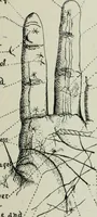 An illustration from Descriptive mentality from the head, face and hand (1899)
