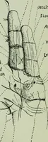 Picture 94 of 99 from Descriptive mentality from the head, face and hand (1899), leaf 214