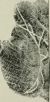 An illustration from Descriptive mentality from the head, face and hand (1899)