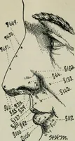 An illustration from Descriptive mentality from the head, face and hand (1899)