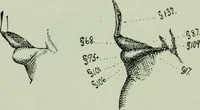 Picture 20 of 99 from Descriptive mentality from the head, face and hand (1899), leaf 48