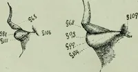 An illustration from Descriptive mentality from the head, face and hand (1899)