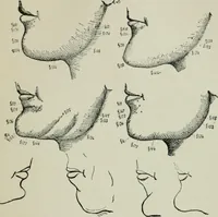 An illustration from Descriptive mentality from the head, face and hand (1899)