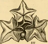 An illustration from Descriptive price list of patented artificial wood ornaments, for furniture manufacturers, architects, builders, interior decorators, stair builders, car builders, organ manufacturers, steamboat builders, etc. etc. (1871)