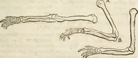 An illustration from Des Herrn Leonhard von Vinci, ersten Mahlers in Florenz, Praktisches Werk von der Mahlerey : worinnen diese vortrefliche Kunst hauptsächlich nach geometrisch- optisch- und mechanischen Grunden gelehret : wie auch nach anatomischen Regeln die verschiedenen Stellungen, Bewegungen und Berrichtungen der Glieder des menschlichen Körpors, deutlich vorgestellet wird (1786)