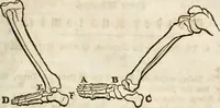 An illustration from Des Herrn Leonhard von Vinci, ersten Mahlers in Florenz, Praktisches Werk von der Mahlerey : worinnen diese vortrefliche Kunst hauptsächlich nach geometrisch- optisch- und mechanischen Grunden gelehret : wie auch nach anatomischen Regeln die verschiedenen Stellungen, Bewegungen und Berrichtungen der Glieder des menschlichen Körpors, deutlich vorgestellet wird (1786)