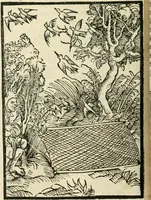 An illustration from Des hochwirdigen doctor Keiserspergs narenschiff : so er gepredigt hat zü Strassburg in der hohen stifft daselbst Predictãt d. zeit i498 dis geprediget :vnd vss latin in tütsch bracht, darin vil weissheit ist zü lerne, vnd leert auch die narreschel hinweck werffen ist nütz vnd güt alen menschen (1520)