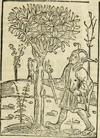 An illustration from Des hochwirdigen doctor Keiserspergs narenschiff : so er gepredigt hat zü Strassburg in der hohen stifft daselbst Predictãt d. zeit i498 dis geprediget :vnd vss latin in tütsch bracht, darin vil weissheit ist zü lerne, vnd leert auch die narreschel hinweck werffen ist nütz vnd güt alen menschen (1520)