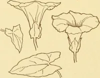 An illustration from Design and representation (1910)