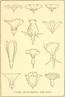 An illustration from Design and representation (1910)