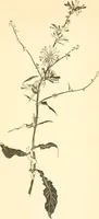 An illustration from Design and representation (1910)