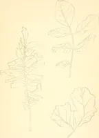 An illustration from Design and representation (1910)