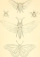 An illustration from Design and representation (1910)