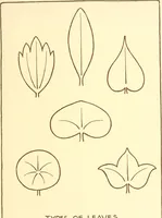 An illustration from Design and representation (1910)