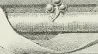 An illustration from Designs for Gothic ornaments & furniture, after the ancient manner, for ecclesiastical and domestic purposes, for the use of architects, and workers in metal, stone, wood, etc., etc (1854)