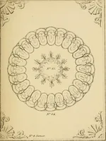 An illustration from Designs for ornamental window glass : with explanatory remarks and an index : 1st March, 1847 (1847)