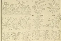 An illustration from Designs and patterns for needle work (1873)