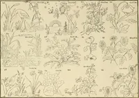 An illustration from Designs and patterns for needle work (1873)