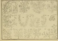 An illustration from Designs and patterns for needle work (1873)