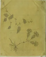 An illustration from [Design tracings (1875)