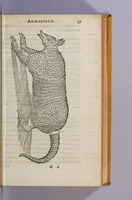 Picture 5 of 7 from De simplicibus medicamentis ex Occidentali India delatis, quorum in medicina vsus est. (1574), leaf 61