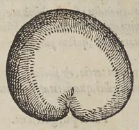 Picture 6 of 7 from De simplicibus medicamentis ex Occidentali India delatis, quorum in medicina vsus est. (1574), leaf 70