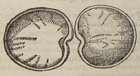 An illustration from De simplicibus medicamentis ex Occidentali India delatis, quorum in medicina vsus est. (1574)