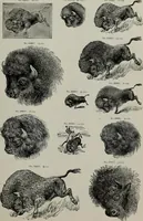 An illustration from Desk book of type specimens, borders, ornaments, brass rules and cuts : catalogue of printing machinery and printers' supplies (1900)