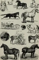 An illustration from Desk book of type specimens, borders, ornaments, brass rules and cuts : catalogue of printing machinery and printers' supplies (1900)