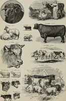 An illustration from Desk book of type specimens, borders, ornaments, brass rules and cuts : catalogue of printing machinery and printers' supplies (1900)