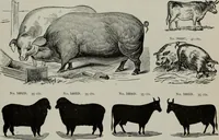 An illustration from Desk book of type specimens, borders, ornaments, brass rules and cuts : catalogue of printing machinery and printers' supplies (1900)