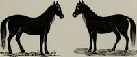 An illustration from Desk book of type specimens, borders, ornaments, brass rules and cuts : catalogue of printing machinery and printers' supplies (1900)