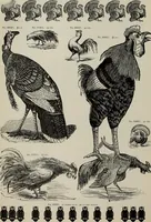 An illustration from Desk book of type specimens, borders, ornaments, brass rules and cuts : catalogue of printing machinery and printers' supplies (1900)