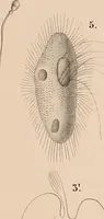 An illustration from Des microscopes et de leur usage : description d'appareils et de procédés nouveaux, suivie d'expériences microscopiques puisées dan les meilleurs ouvrages anciens et les notes de M. Le Baillif, et d'un mémoire sur les diatomées, etc. par M. De Brébisson (1839)