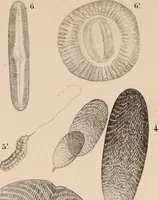 An illustration from Des microscopes et de leur usage : description d'appareils et de procédés nouveaux, suivie d'expériences microscopiques puisées dan les meilleurs ouvrages anciens et les notes de M. Le Baillif, et d'un mémoire sur les diatomées, etc. par M. De Brébisson (1839)