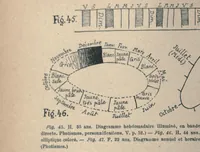 Picture 3 of 5 from Des phenomenes de synopsie (audition coloree) : photismes, schemes, visuels, personnifications (1893), leaf 174