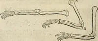 An illustration from Des vortreflichen Florentinischen Mahlers Lionardo da Vinci höchst-nützlicher Tractat von der Mahlerey : aus dem Italiänischen und Frantzöischen in das Teutsche übersetzet : auch nach dem Original mit vielen Kupfern und saubern Holtzschnitten versehen : und mit beygefügten Leben des Auctoris zum Druck befördert (1747)