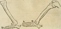 An illustration from Des vortreflichen Florentinischen Mahlers Lionardo da Vinci höchst-nützlicher Tractat von der Mahlerey : aus dem Italiänischen und Frantzöischen in das Teutsche übersetzet : auch nach dem Original mit vielen Kupfern und saubern Holtzschnitten versehen : und mit beygefügten Leben des Auctoris zum Druck befördert (1747)