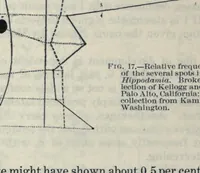 Picture 2 of 4 from Determinate evolution in the color-pattern of the lady-beetles (1910), leaf 40