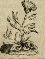 An illustration from Deuises heroiques et emblemes (1621)
